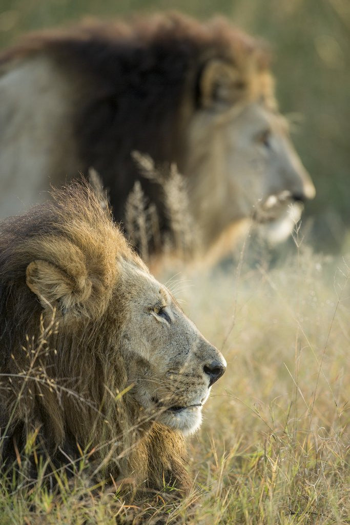 Detail of Male Lions, Moremi Game Reserve, Botswana by Corbis