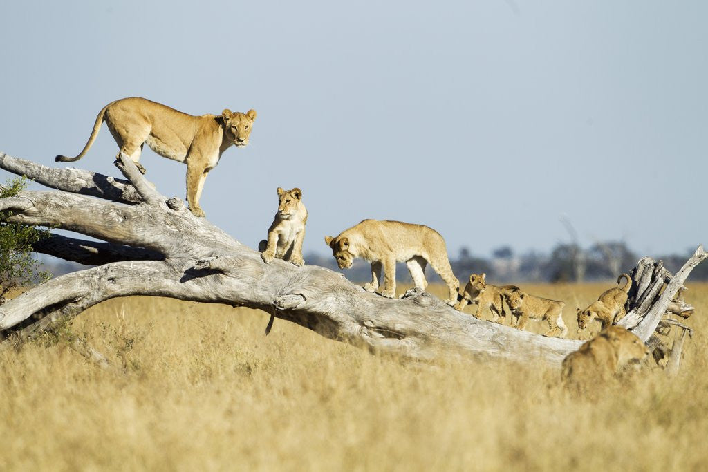 Detail of Lion Pride Standing on Dead Tree, Chobe National Park, Botswana by Corbis