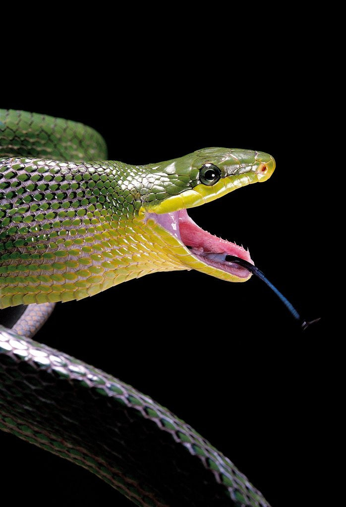 Detail of Gonyosoma oxycephala (red-tailed green rat snake) by Corbis