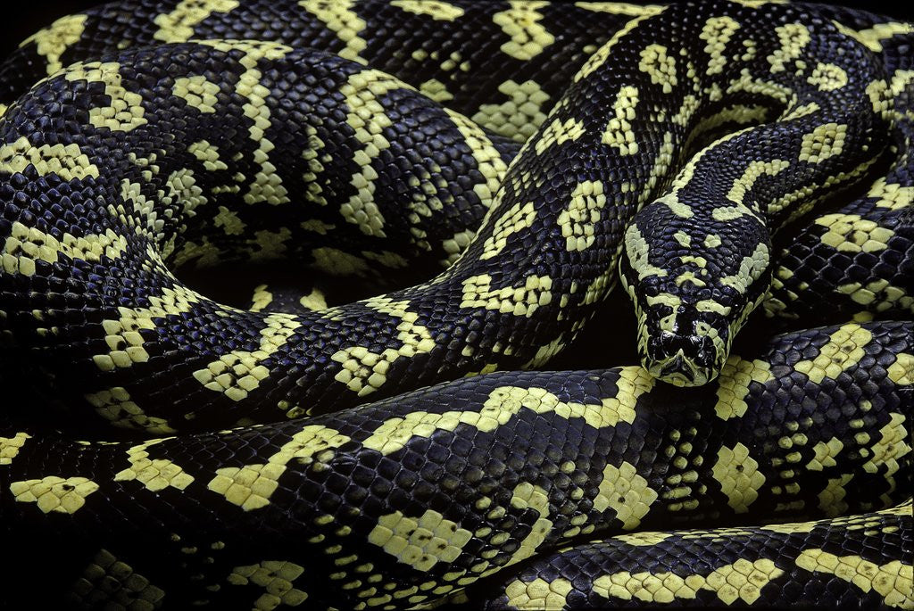 Detail of Morelia spilota cheynei (jungle carpet python) by Corbis