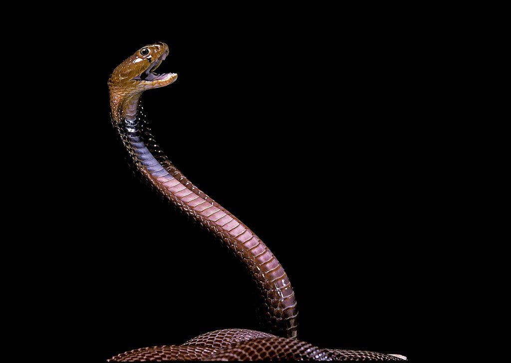 Detail of Naja pallida (red spitting cobra) by Corbis