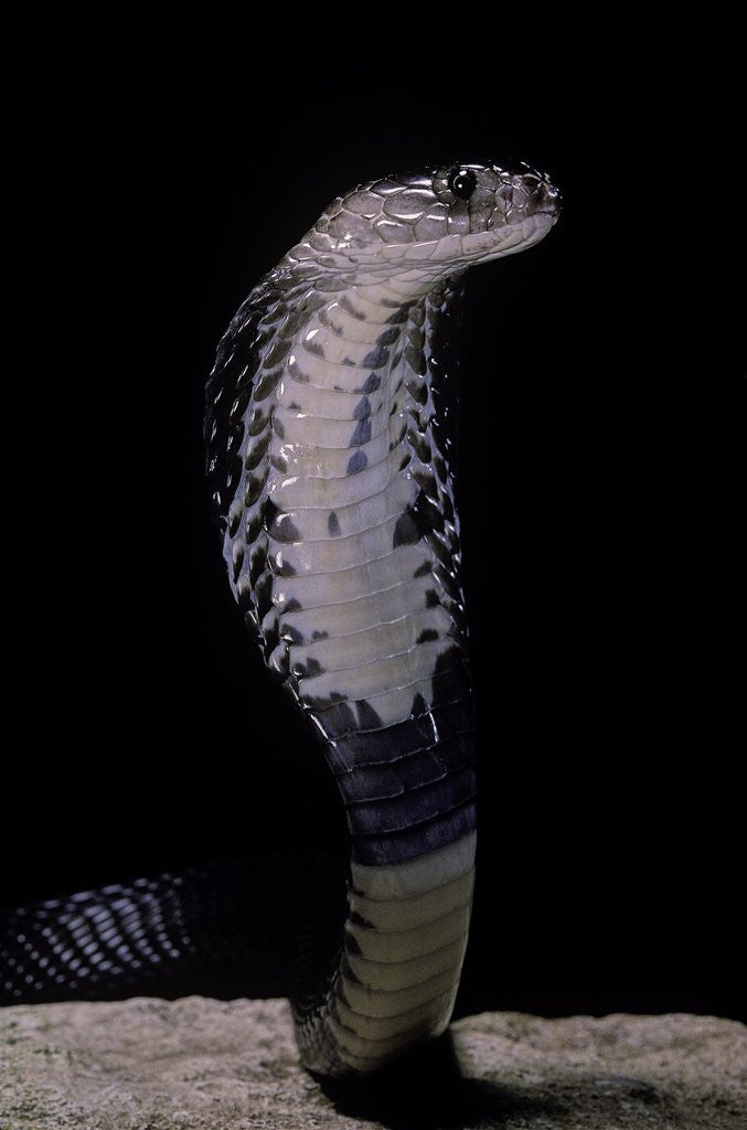 Detail of Naja siamensis (Indo-Chinese spitting cobra) by Corbis