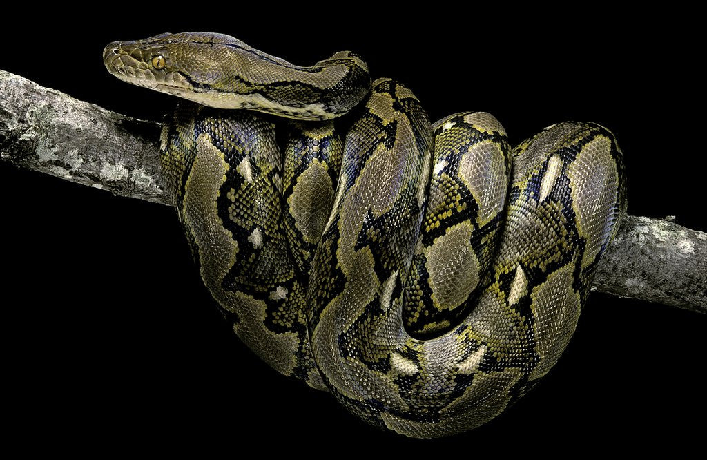 Detail of Python reticulatus (reticulated python) by Corbis