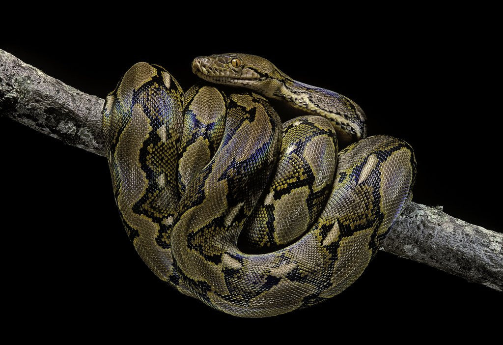 Detail of Python reticulatus (reticulated python) by Corbis