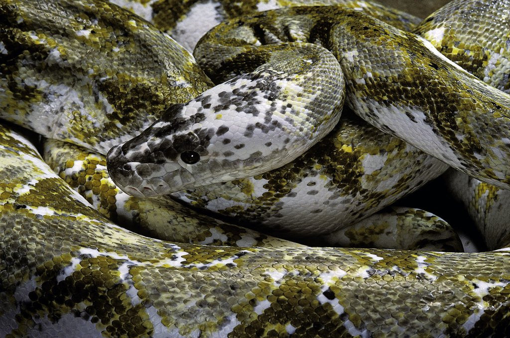 Detail of Python reticulatus f. calico (reticulated python) by Corbis