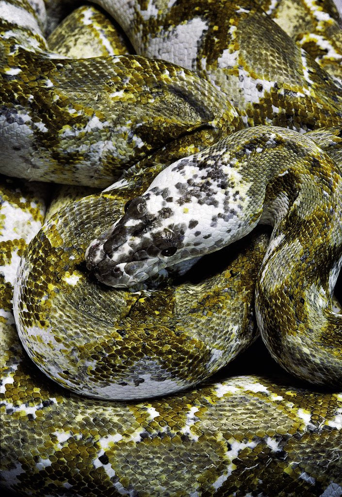 Detail of Python reticulatus f. calico (reticulated python) by Corbis