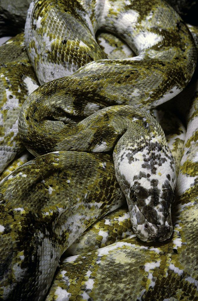 Detail of Python reticulatus f. calico (reticulated python) by Corbis