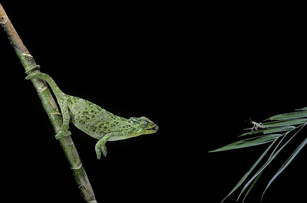 Detail of Chamaeleo johnstoni (Johnston's chameleon) - capturing an insect by Corbis