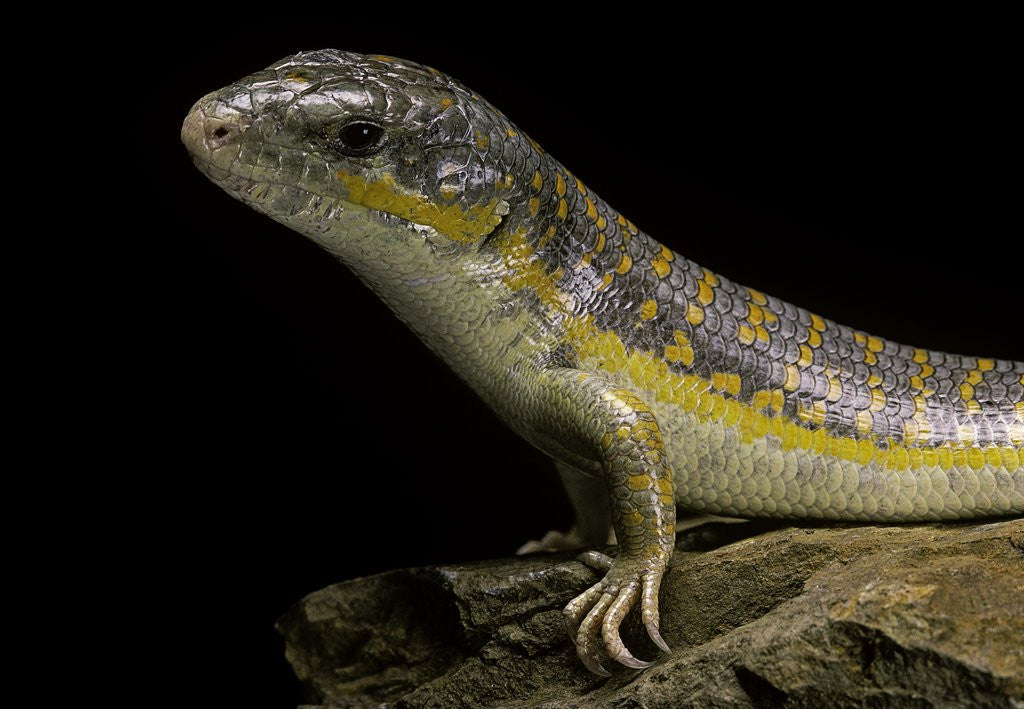 Detail of Eumeces schneideri (dotted skink, Schneider's skink or the Berber skink) by Corbis