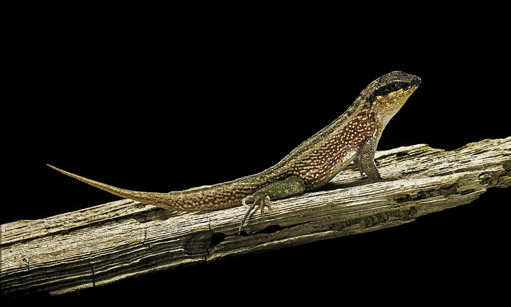 Detail of Leiocephalus schreibersi (red-sided curly-tail) by Corbis