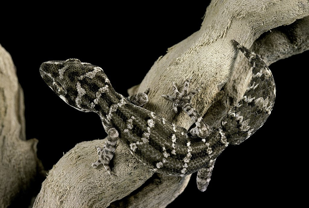 Detail of Teratolepis fasciata (carrot-tailed viper gecko) by Corbis