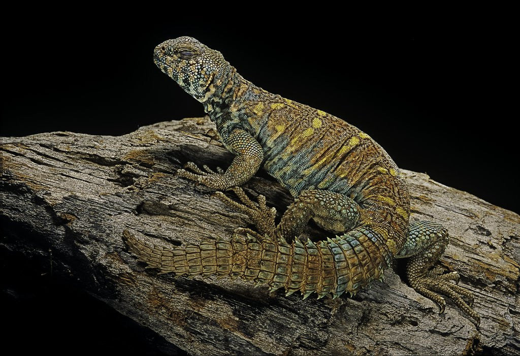 Detail of Uromastyx ornata (ornate mastigure, ornate dabb lizard) by Corbis