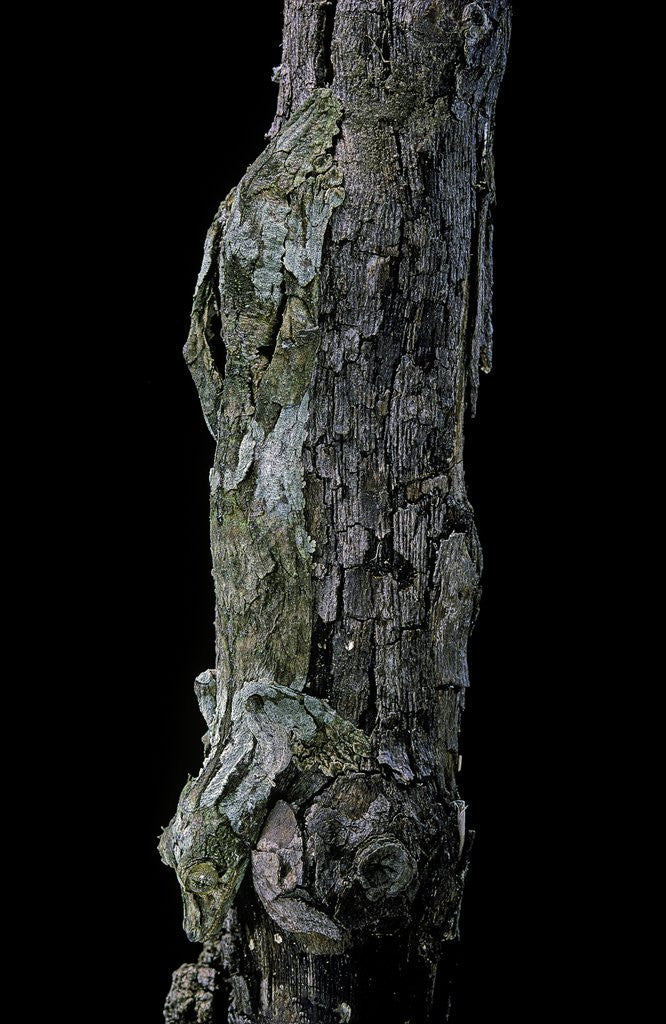 Detail of Uroplatus sikorae (mossy leaf-tailed gecko) by Corbis