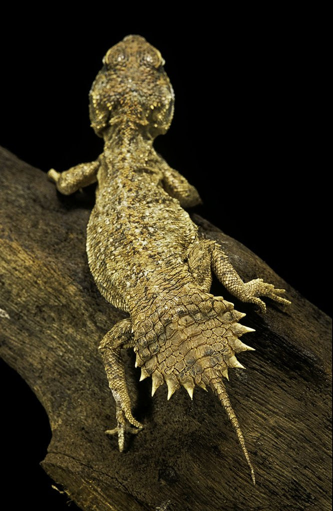 Detail of Xenagama taylori (Taylor's strange agama, dwarf shield-tailed agama) by Corbis