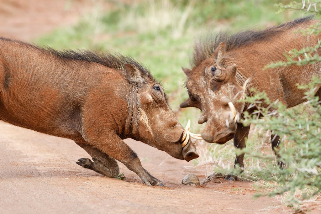 Detail of Fighting warthogs by Corbis