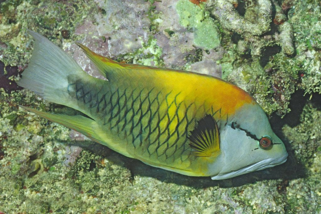 Detail of Slingjaw Wrasse by Corbis