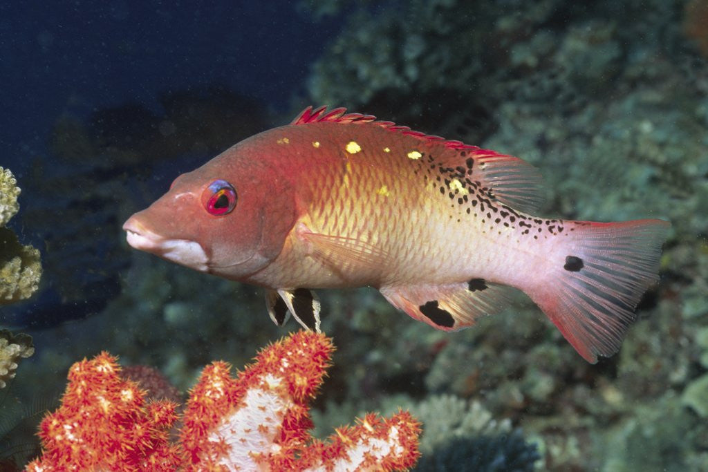 Detail of Diana's Hogfish by Corbis