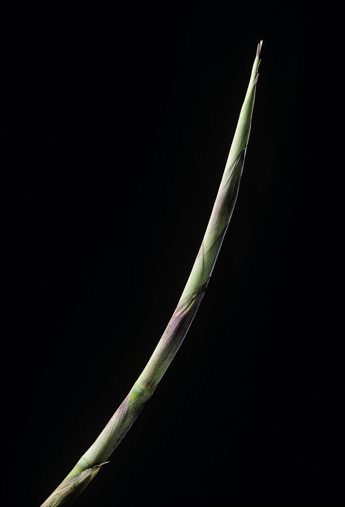 Detail of Chusquea culeou (Chilean bamboo) - shoot by Corbis