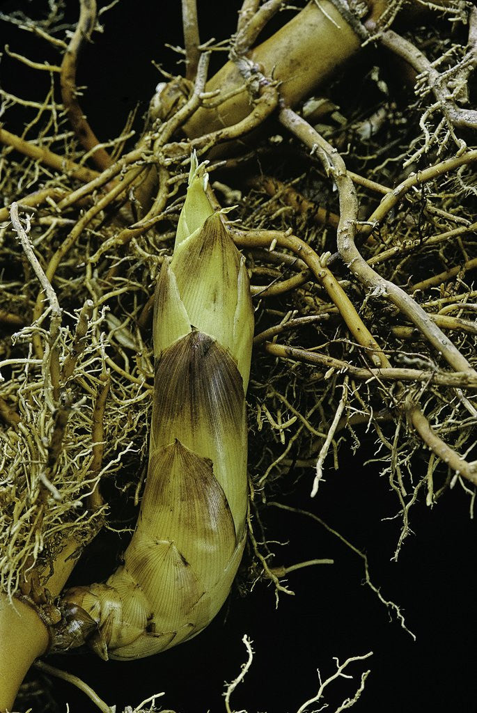 Detail of Phyllostachys aurea (golden bamboo, fish-pole bamboo) - rhizome bud by Corbis