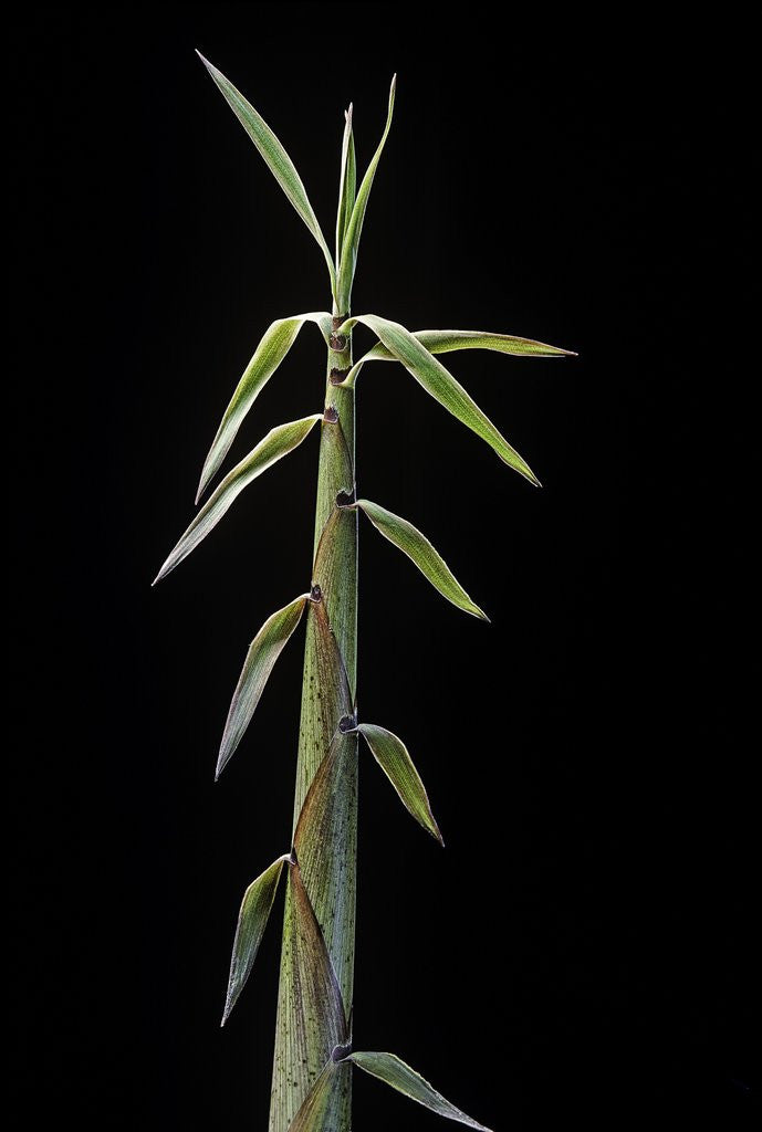 Detail of Phyllostachys flexuosa (sinuate bamboo) - shoot by Corbis