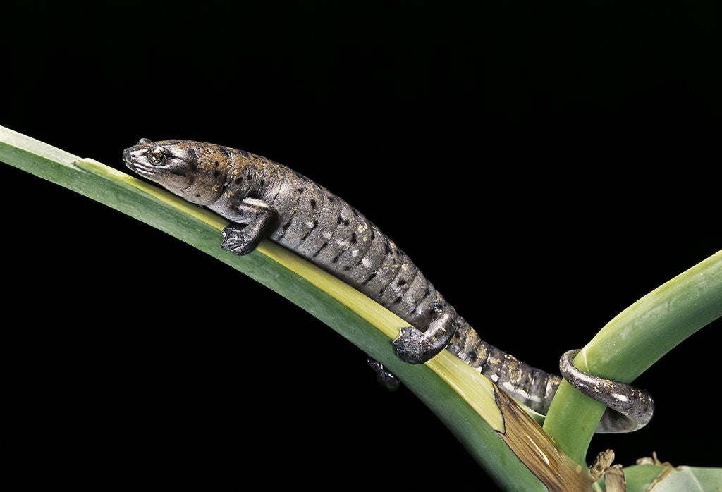 Detail of Bolitoglossa dofleini (giant palm salamander, alta Verapaz salamander) by Corbis