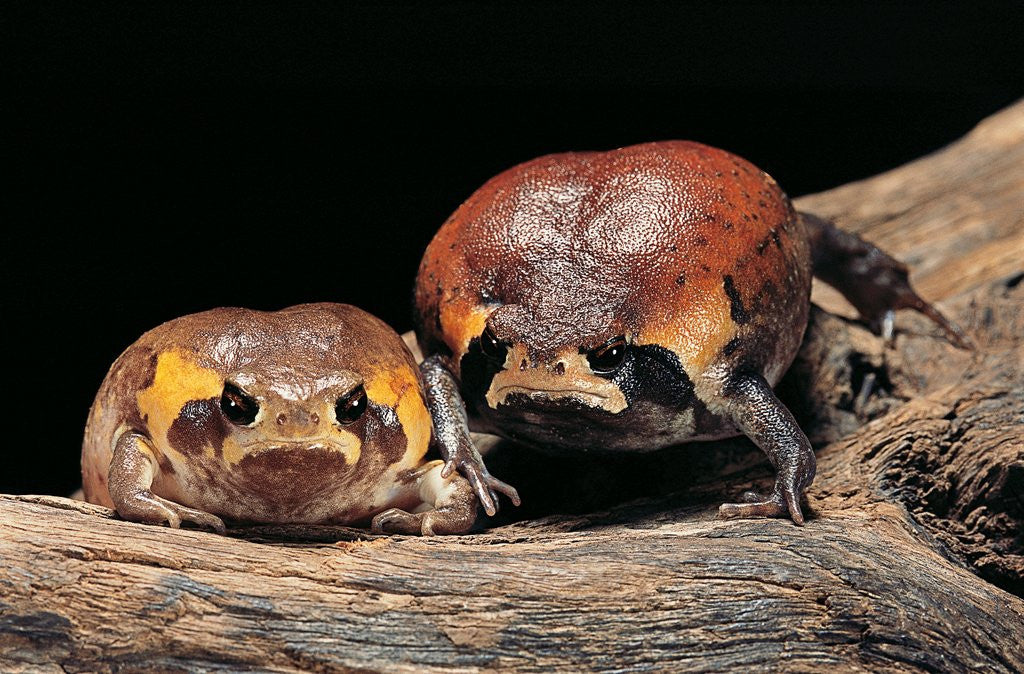 Detail of Breviceps mossambicus (flat-face frog, Mozambique rain frog) by Corbis