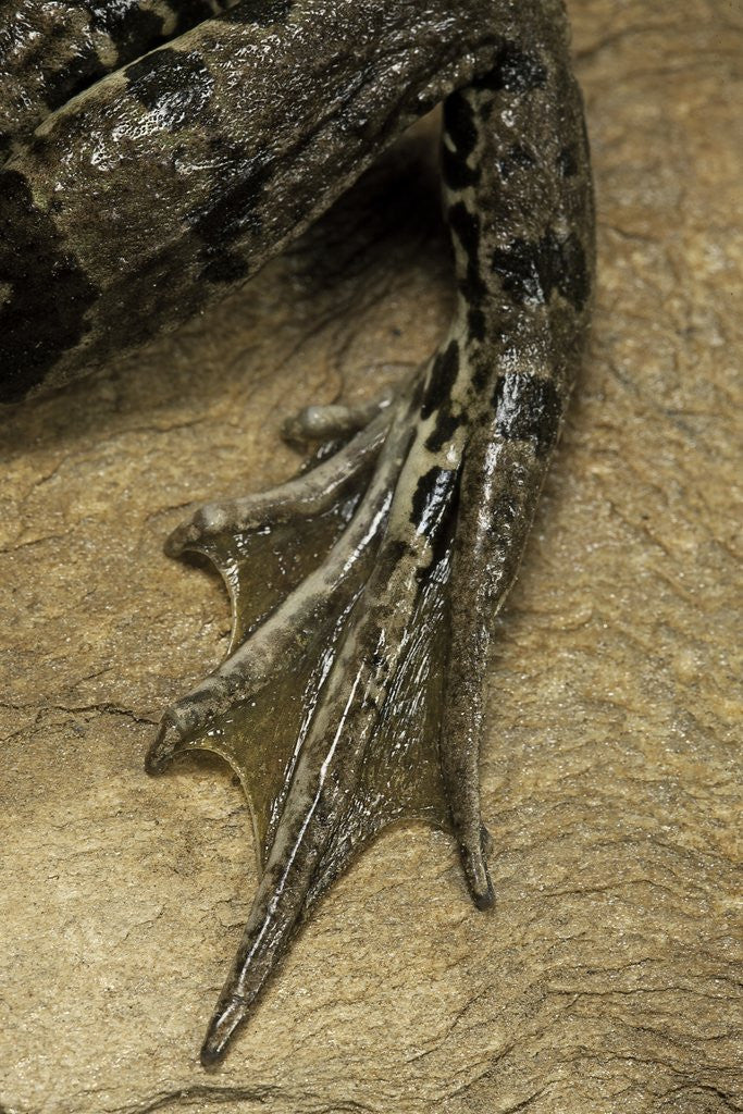 Detail of edible frog - webbed foot by Corbis