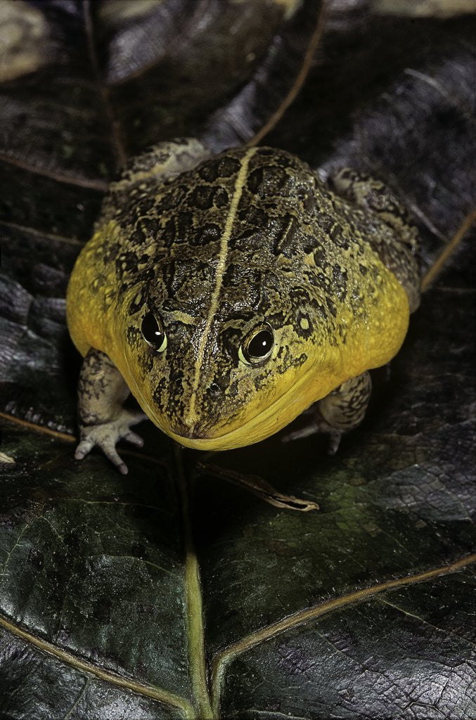 Detail of Pyxicephalus edulis (edible bullfrog) by Corbis