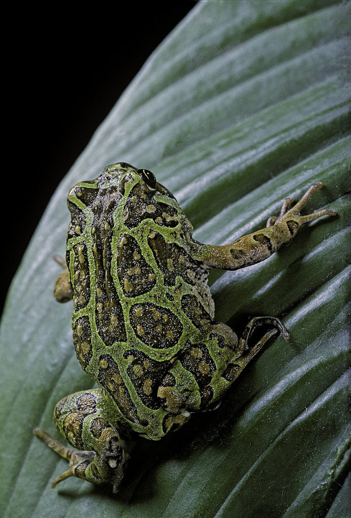 Detail of Scaphiophryne madagascariensis (Madagascar rain frog) by Corbis