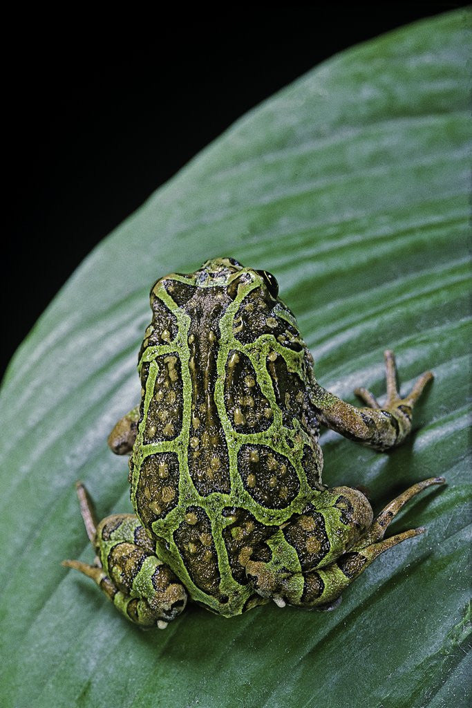 Detail of Scaphiophryne madagascariensis (Madagascar rain frog) by Corbis