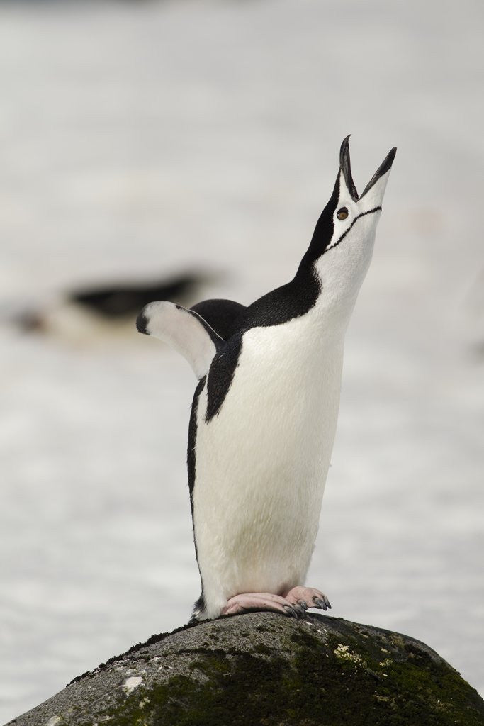 Detail of Chinstrap Penguin Calling by Corbis