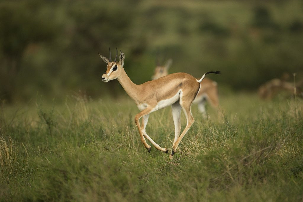 Detail of Grant's Gazelle Baby by Corbis