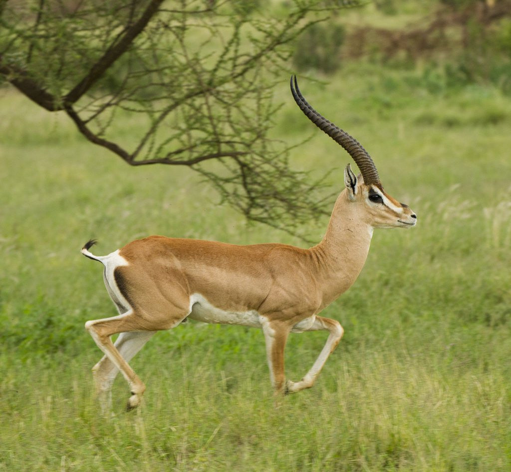 Detail of Grant's Gazelle Portrait by Corbis