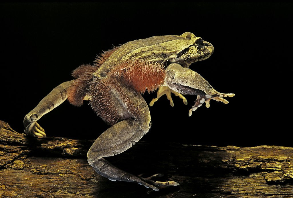 Detail of Trichobatrachus robustus (hairy frog) by Corbis