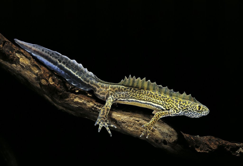 Detail of Ommatotriton vittatus (southern banded newt) by Corbis