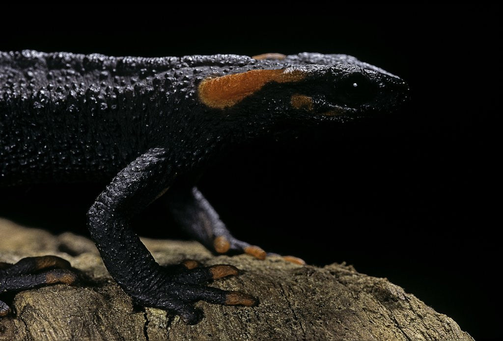 Detail of Tylototriton taliangensis (Taliang knobby newt) by Corbis