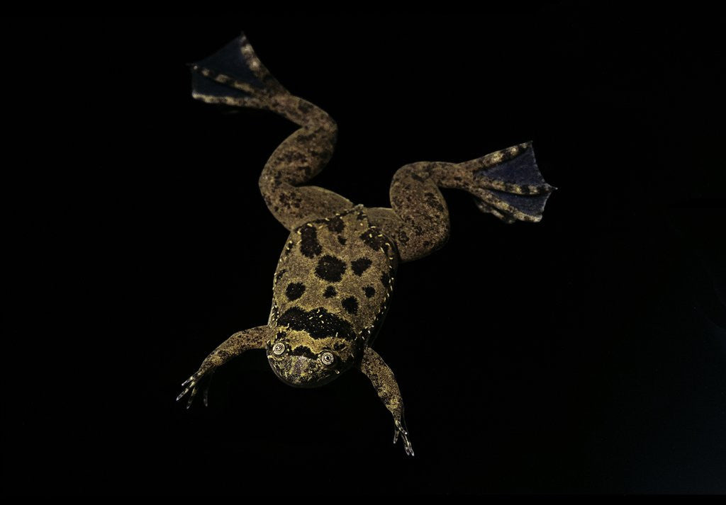 Detail of Xenopus fraseri (Fraser's clawed frog) by Corbis