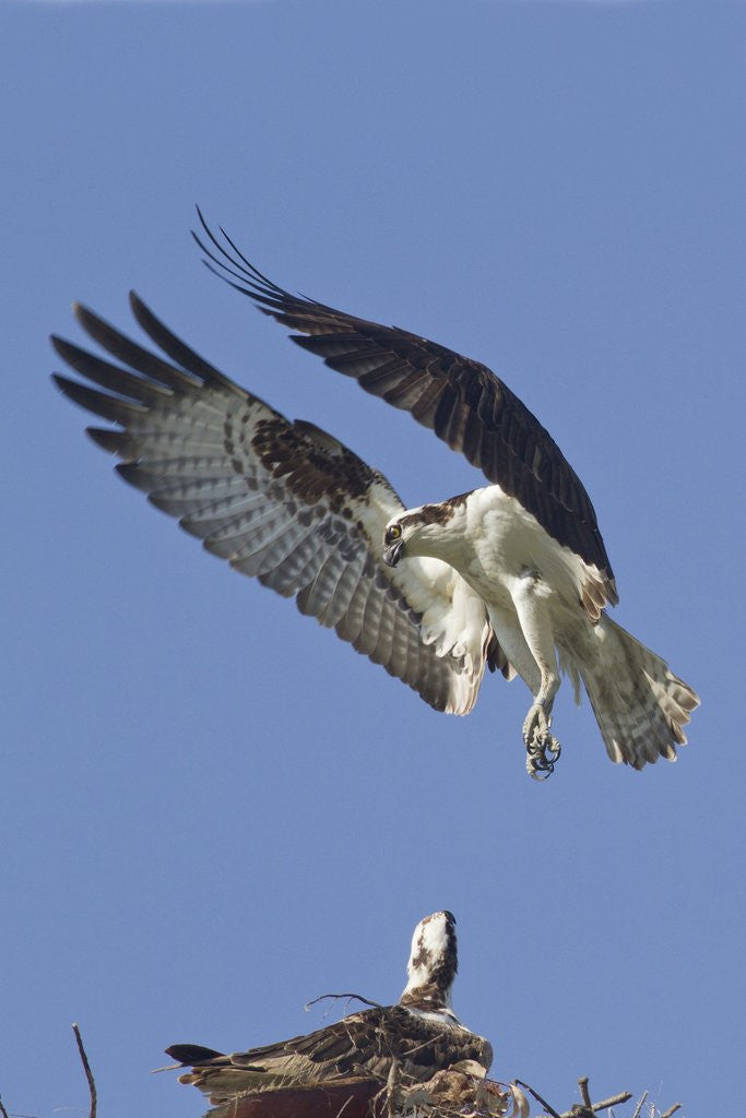 Detail of Osprey landing at its nest by Corbis