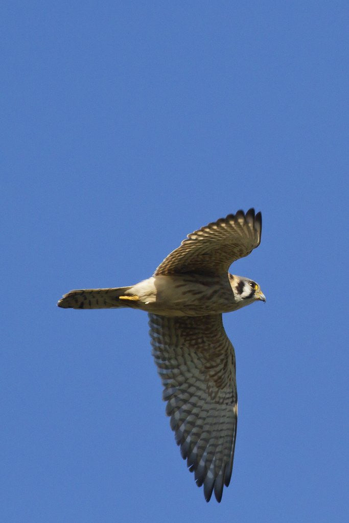 Detail of American Kestrel in flight by Corbis