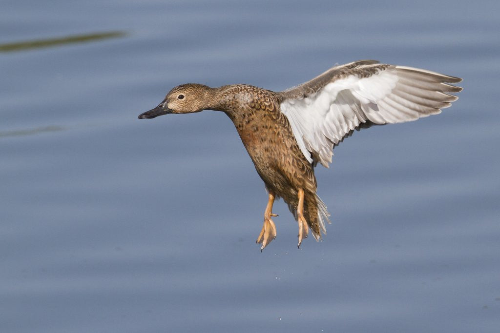 Detail of Cinnamon Teal hen landing by Corbis