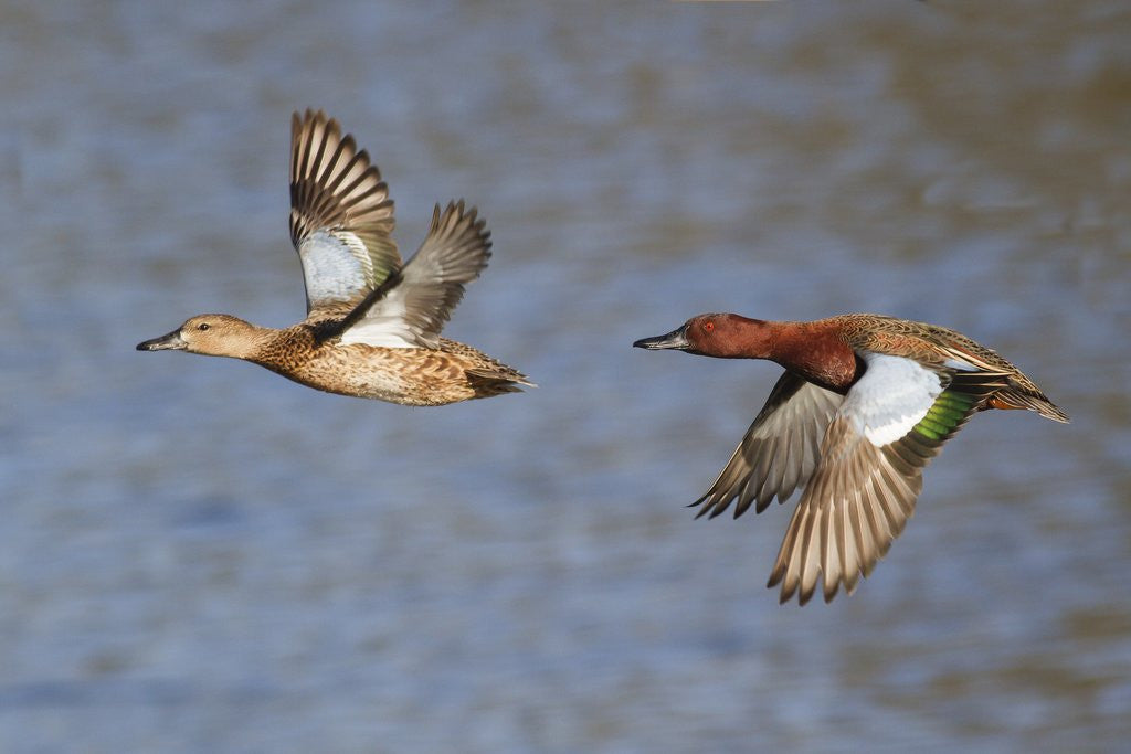 Detail of Cinnamon Teal drake and hen flying by Corbis