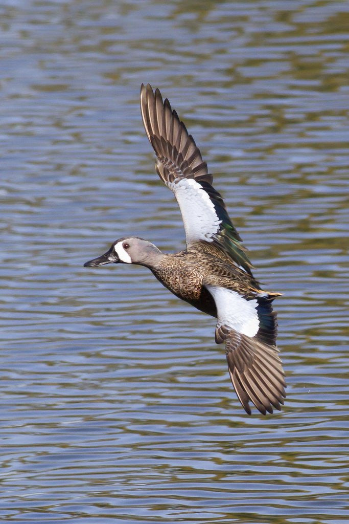 Detail of Blue-Winged Teal drake in flight by Corbis