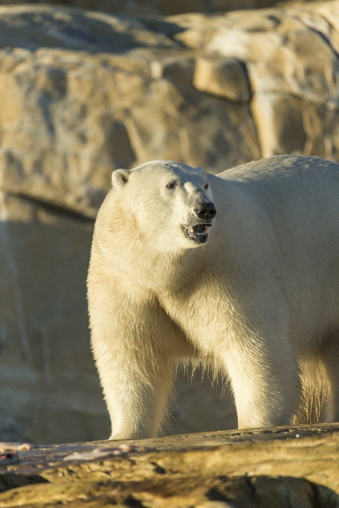 Detail of Polar Bear along Hudson Bay, Nunavut, Canada by Corbis