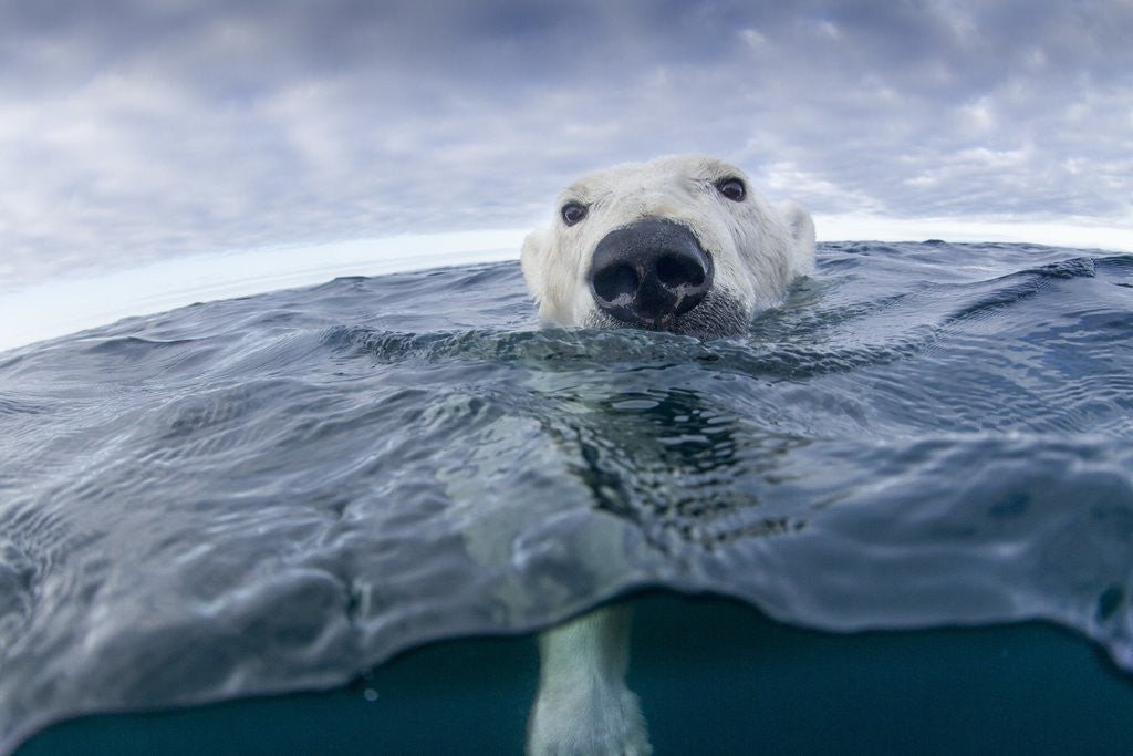 Detail of Polar Bear, Nunavut Territory, Canada by Corbis