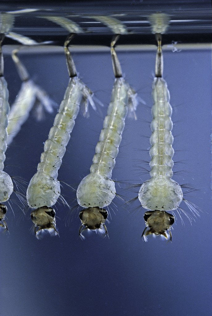 Detail of Culex pipiens (common house mosquito) - larvae by Corbis