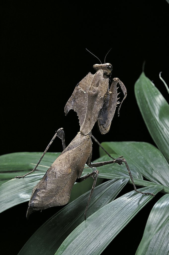 Detail of Deroplatys desiccata (giant dead leaf mantis) by Corbis