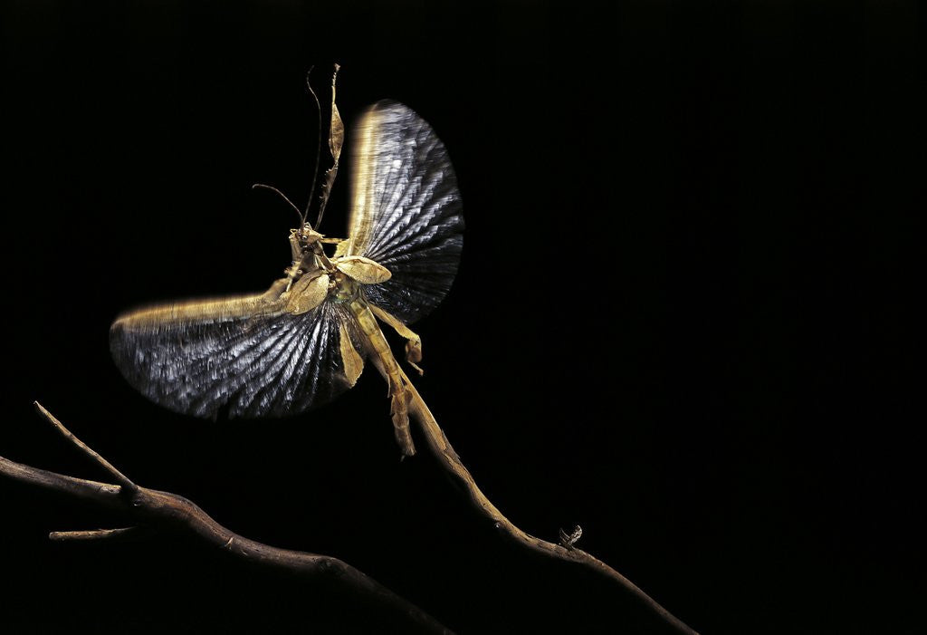 Detail of Extatosoma tiaratum (giant prickly stick insect) - flying away by Corbis