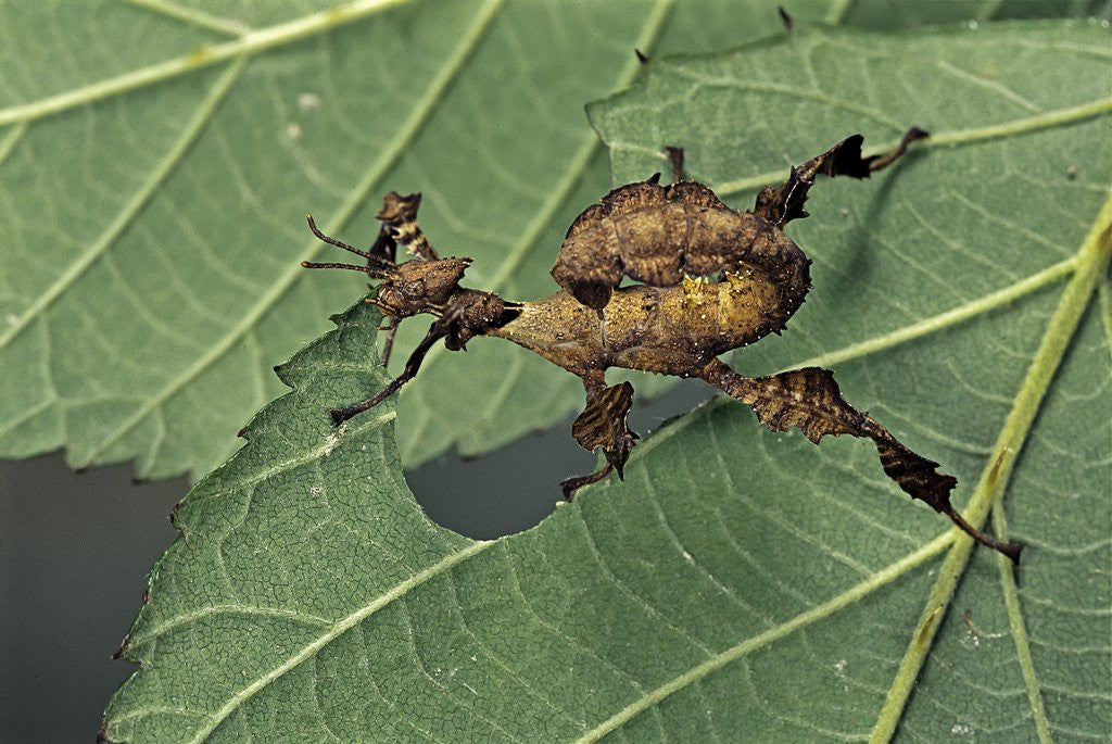 Detail of Extatosoma tiaratum (giant prickly stick insect) - larva by Corbis