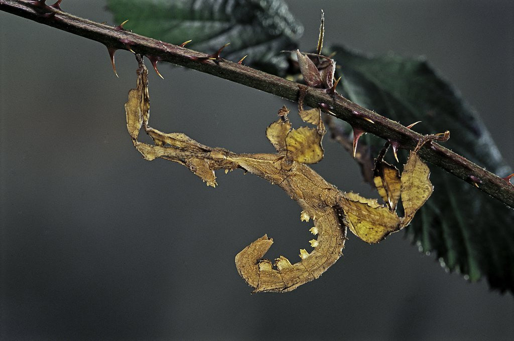 Detail of Extatosoma tiaratum (giant prickly stick insect) - larva by Corbis