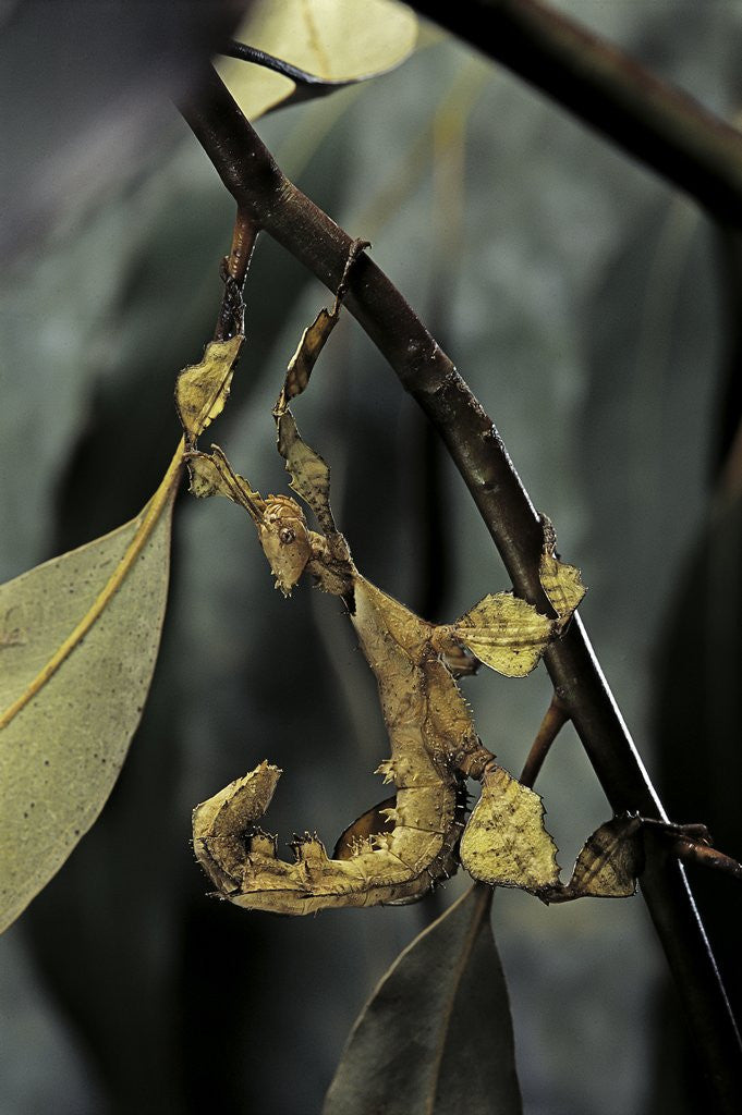 Detail of Extatosoma tiaratum (giant prickly stick insect) - larva by Corbis